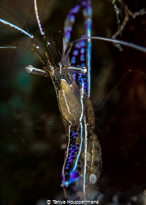'Cleaning House' - The tiny eyes of pederson cleaner shri... by Tanya Houppermans 